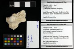 Foto (Objekt + Etiketten) von Eodromites grandis (von Meyer 1857) 